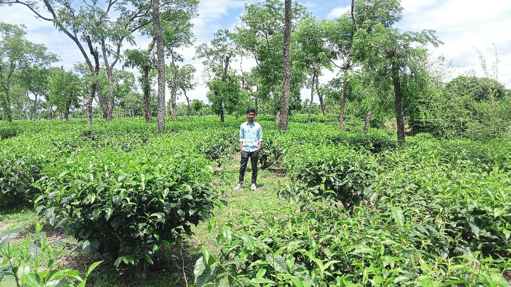 Tea gardens in Moulvibazar